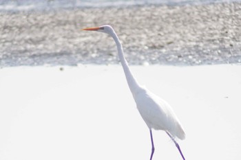 ダイサギ ふなばし三番瀬海浜公園 2024年3月11日(月)