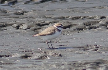 Kentish Plover Sambanze Tideland Mon, 3/11/2024