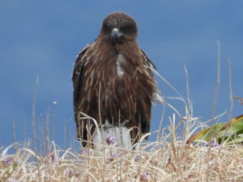 Black Kite 角島(山口県) Mon, 3/11/2024