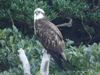 Osprey 角島(山口県) Mon, 3/11/2024