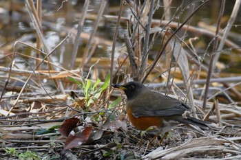 Brown-headed Thrush(orii) Kasai Rinkai Park Thu, 3/7/2024