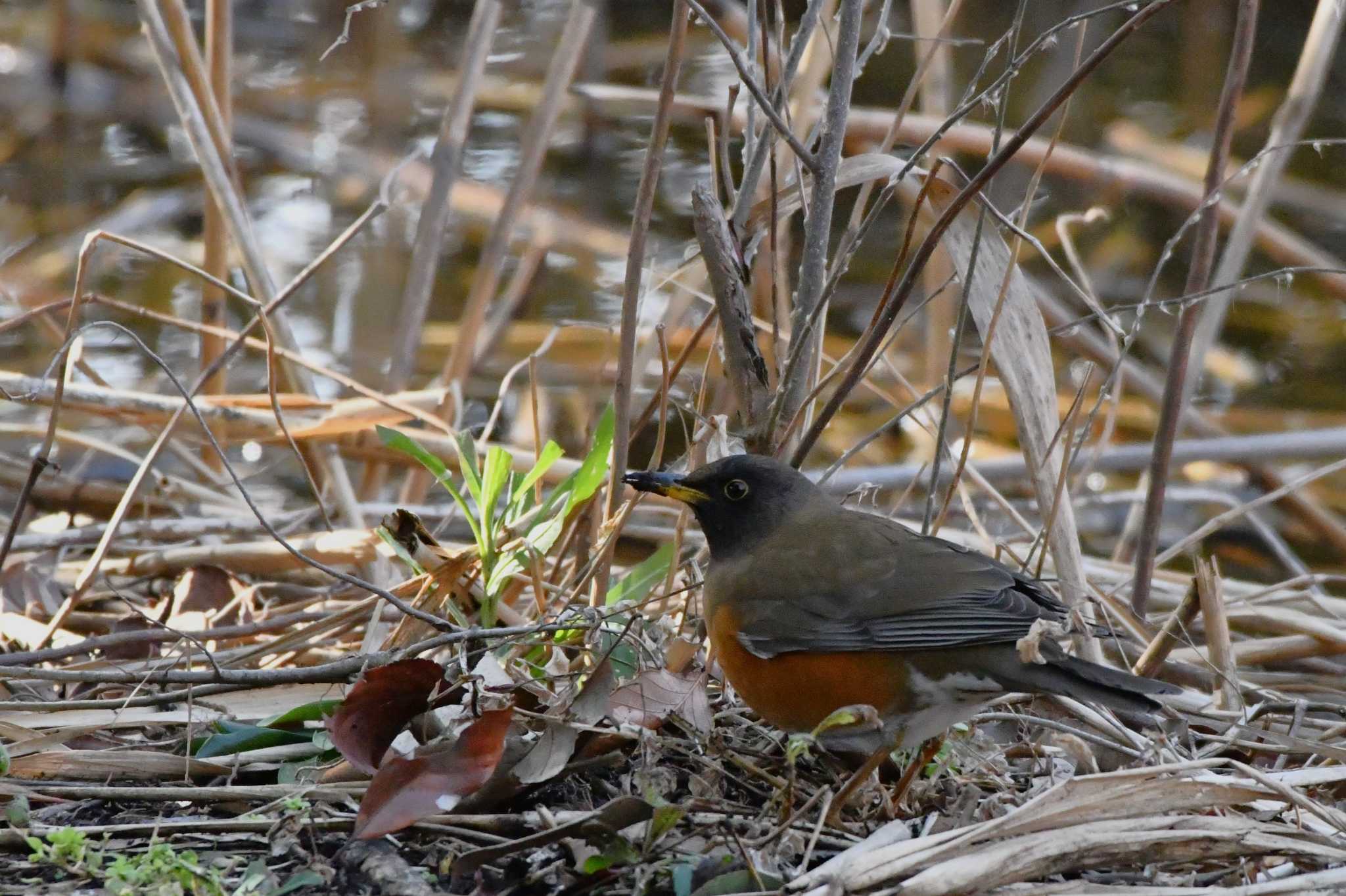 Brown-headed Thrush(orii)