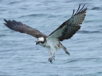 Osprey 角島(山口県) Mon, 3/11/2024