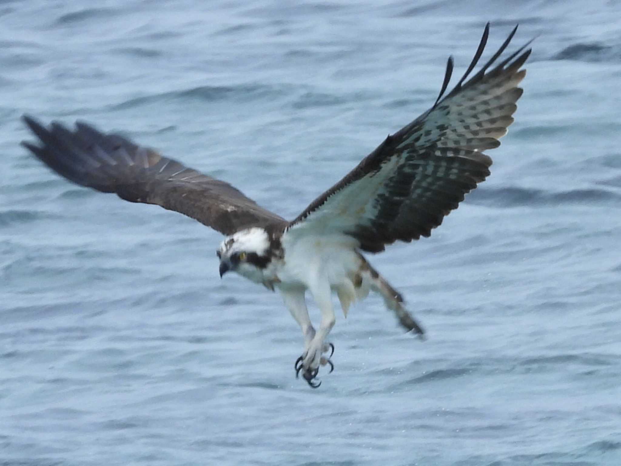 Photo of Osprey at 角島(山口県) by UTAKAZU自然観察日記