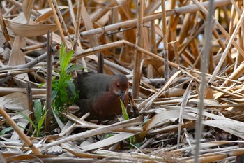 Ruddy-breasted Crake Kasai Rinkai Park Thu, 3/7/2024