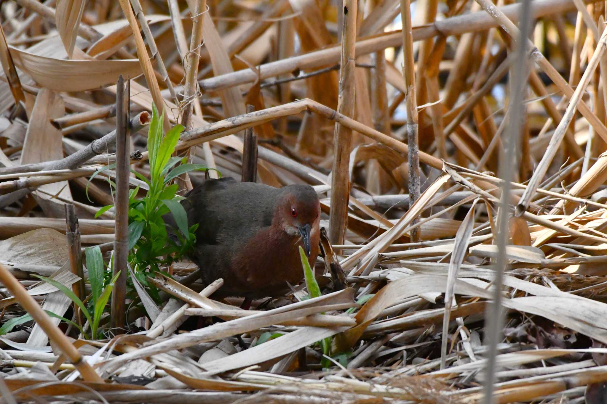 Ruddy-breasted Crake