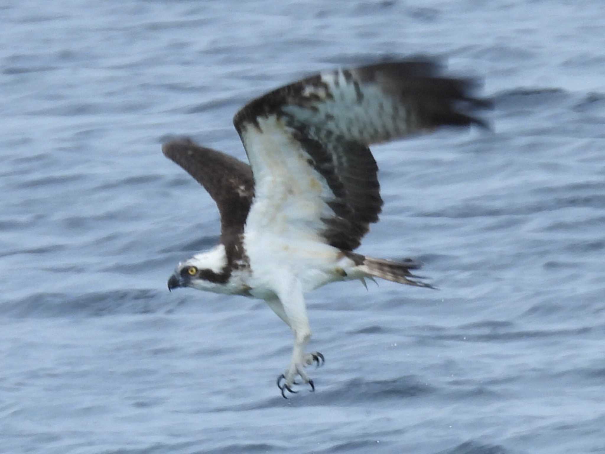 角島(山口県) ミサゴの写真 by UTAKAZU自然観察日記