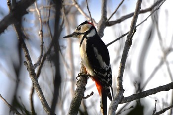 Great Spotted Woodpecker Kasai Rinkai Park Thu, 3/7/2024