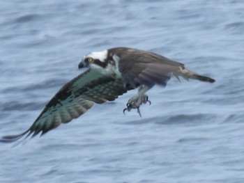 Osprey 角島(山口県) Mon, 3/11/2024