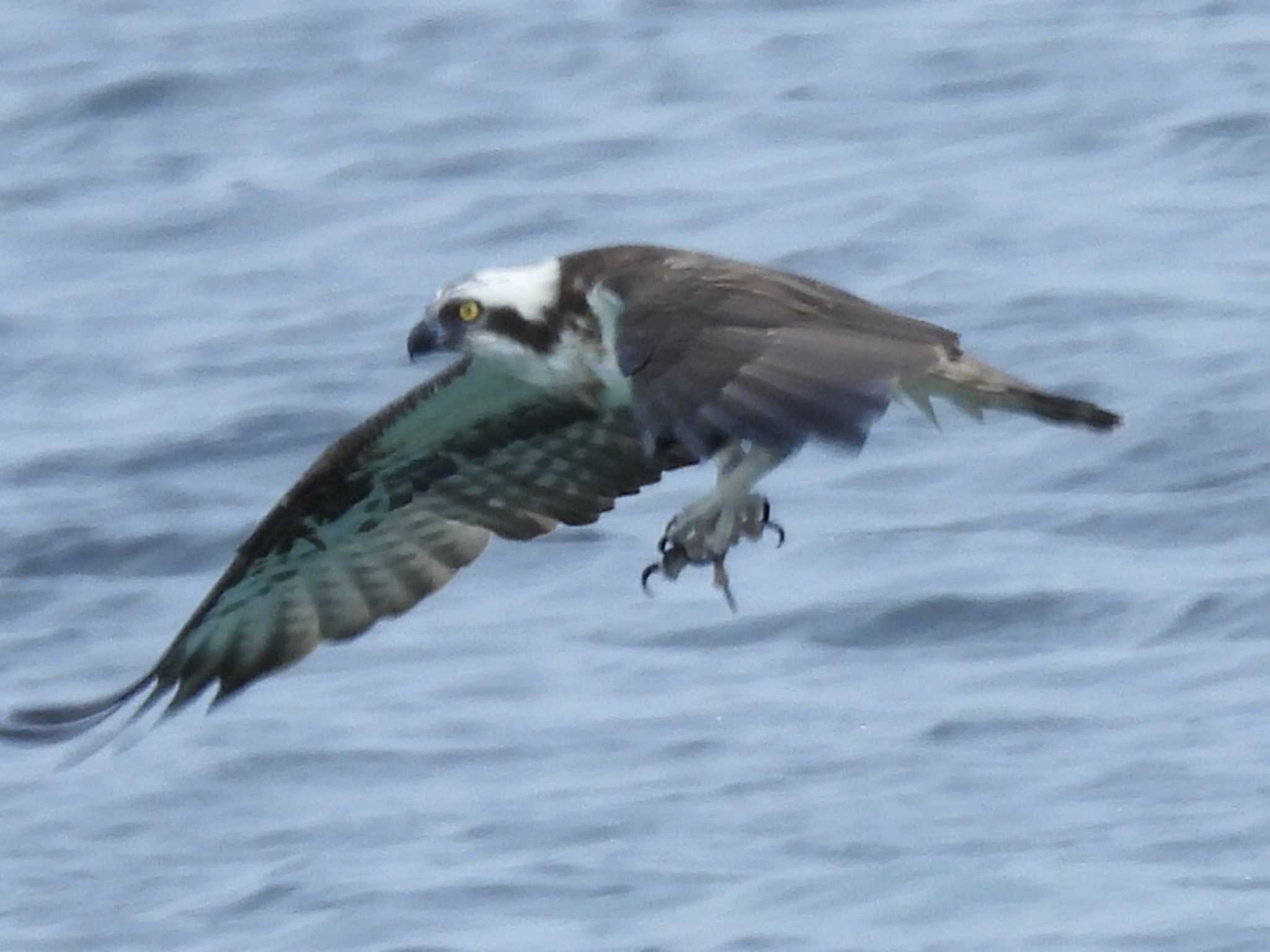 Photo of Osprey at 角島(山口県) by UTAKAZU自然観察日記