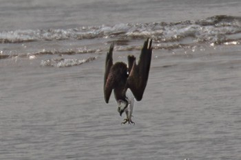 Osprey 島田川河口(山口県) Mon, 3/11/2024