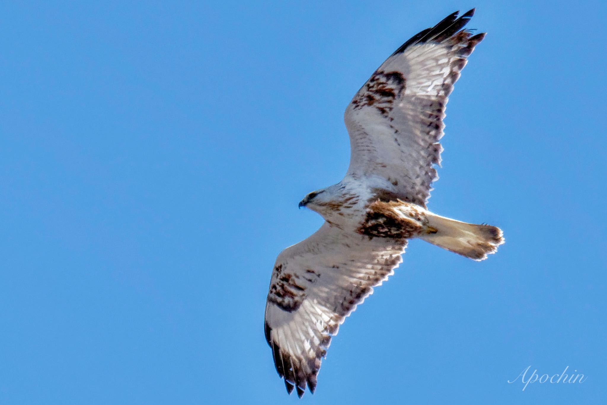 Photo of Rough-legged Buzzard at 利根川 by アポちん