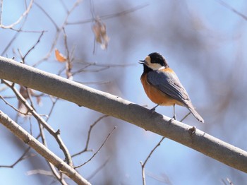 Varied Tit 秋葉の森総合公園 Sun, 3/10/2024