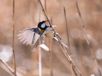 Japanese Tit 秋葉の森総合公園 Sun, 3/10/2024