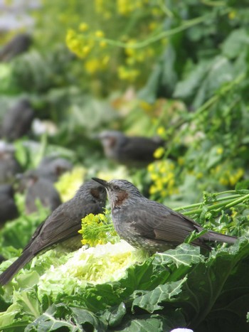 Brown-eared Bulbul 神奈川県横浜市 Fri, 3/8/2024