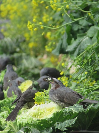 2024年3月8日(金) 神奈川県横浜市の野鳥観察記録