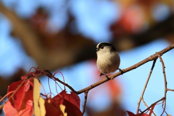 2018年11月24日(土) 万博記念公園の野鳥観察記録