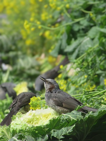 Brown-eared Bulbul 神奈川県横浜市 Fri, 3/8/2024