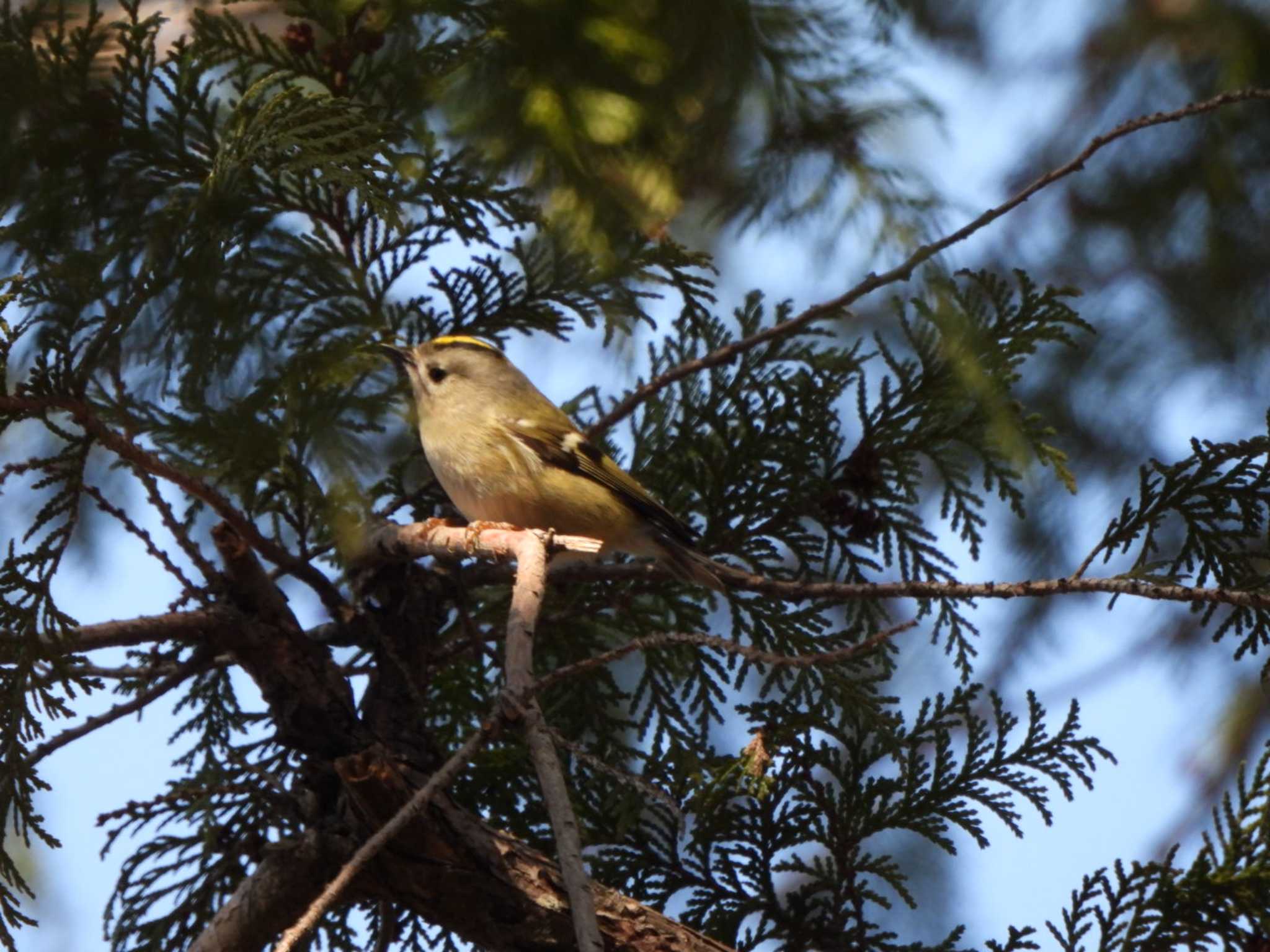 Photo of Goldcrest at 上尾丸山公園 by あき