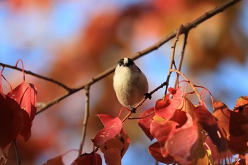 エナガ 万博記念公園 2018年11月24日(土)