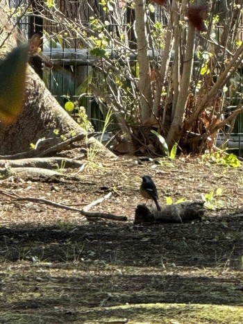 ジョウビタキ 石神井公園 2024年3月11日(月)