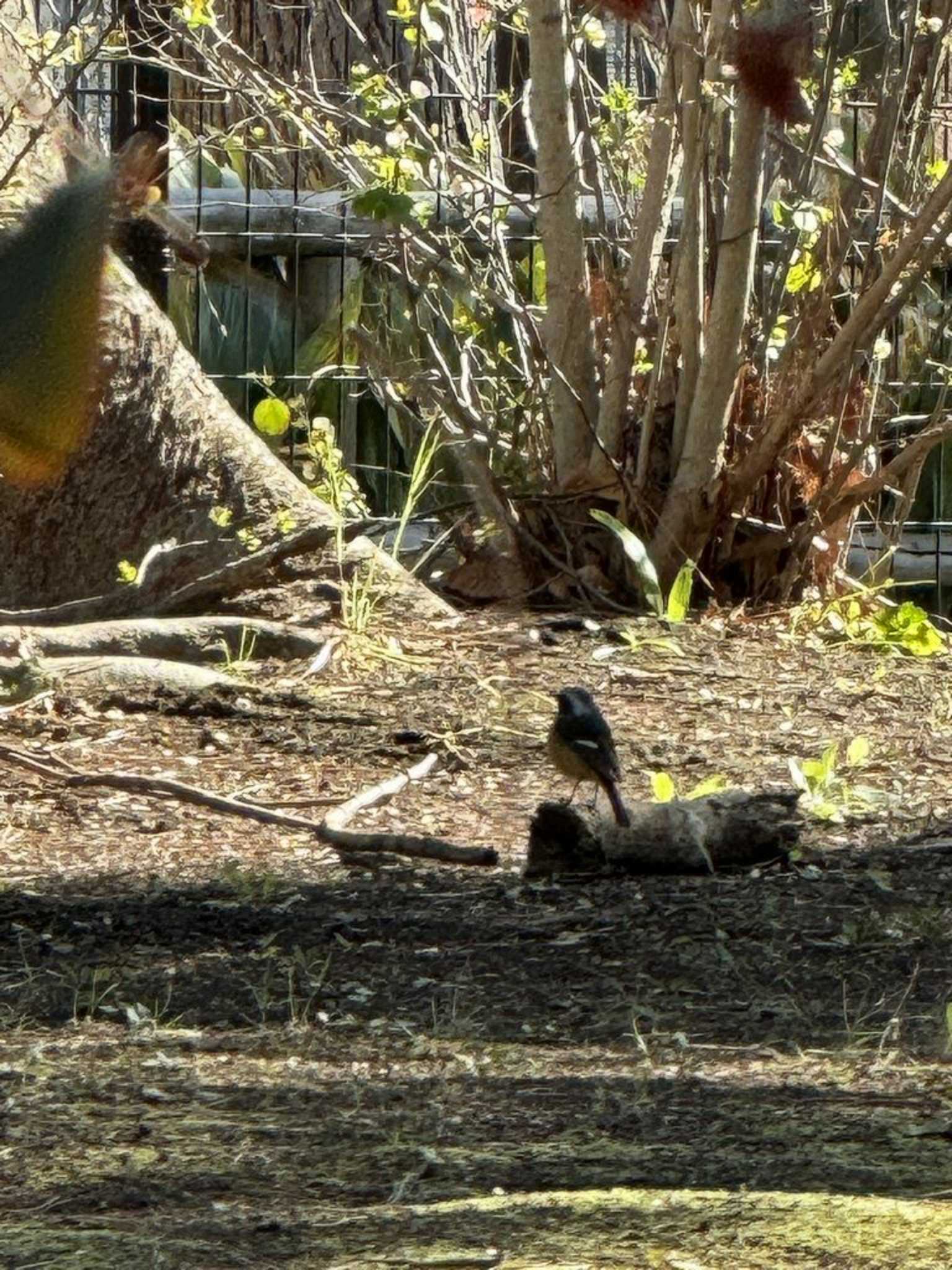 石神井公園 ジョウビタキの写真 by Dp KAKi