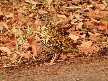 White's Thrush 東京都立桜ヶ丘公園(聖蹟桜ヶ丘) Sun, 3/10/2024