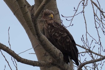 White-tailed Eagle 札幌市 Sat, 1/27/2024