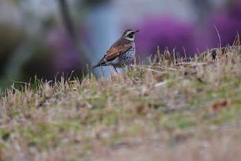 2024年3月5日(火) 長浜公園の野鳥観察記録