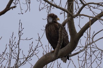 White-tailed Eagle 札幌市 Sat, 1/27/2024