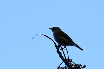 Sat, 12/8/2018 Birding report at 菊水山