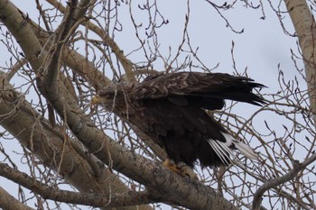 White-tailed Eagle 札幌市 Sat, 1/27/2024