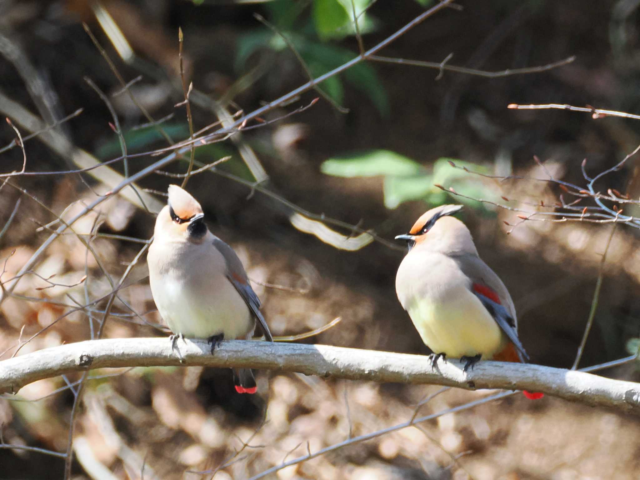 Photo of Japanese Waxwing at Komiya Park by ぴろり