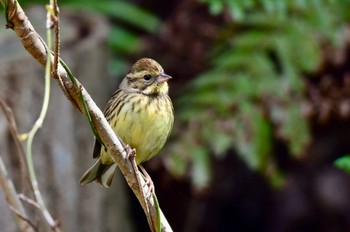 Masked Bunting 油山市民の森 Sun, 3/10/2024