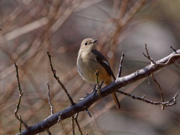 Daurian Redstart 横浜市立金沢自然公園 Mon, 3/11/2024