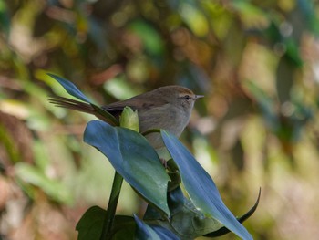 Japanese Bush Warbler 横浜市立金沢自然公園 Mon, 3/11/2024