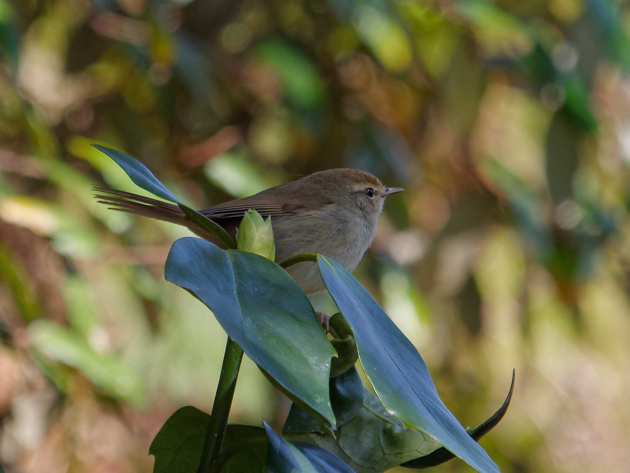 Photo of Japanese Bush Warbler at 横浜市立金沢自然公園 by しおまつ