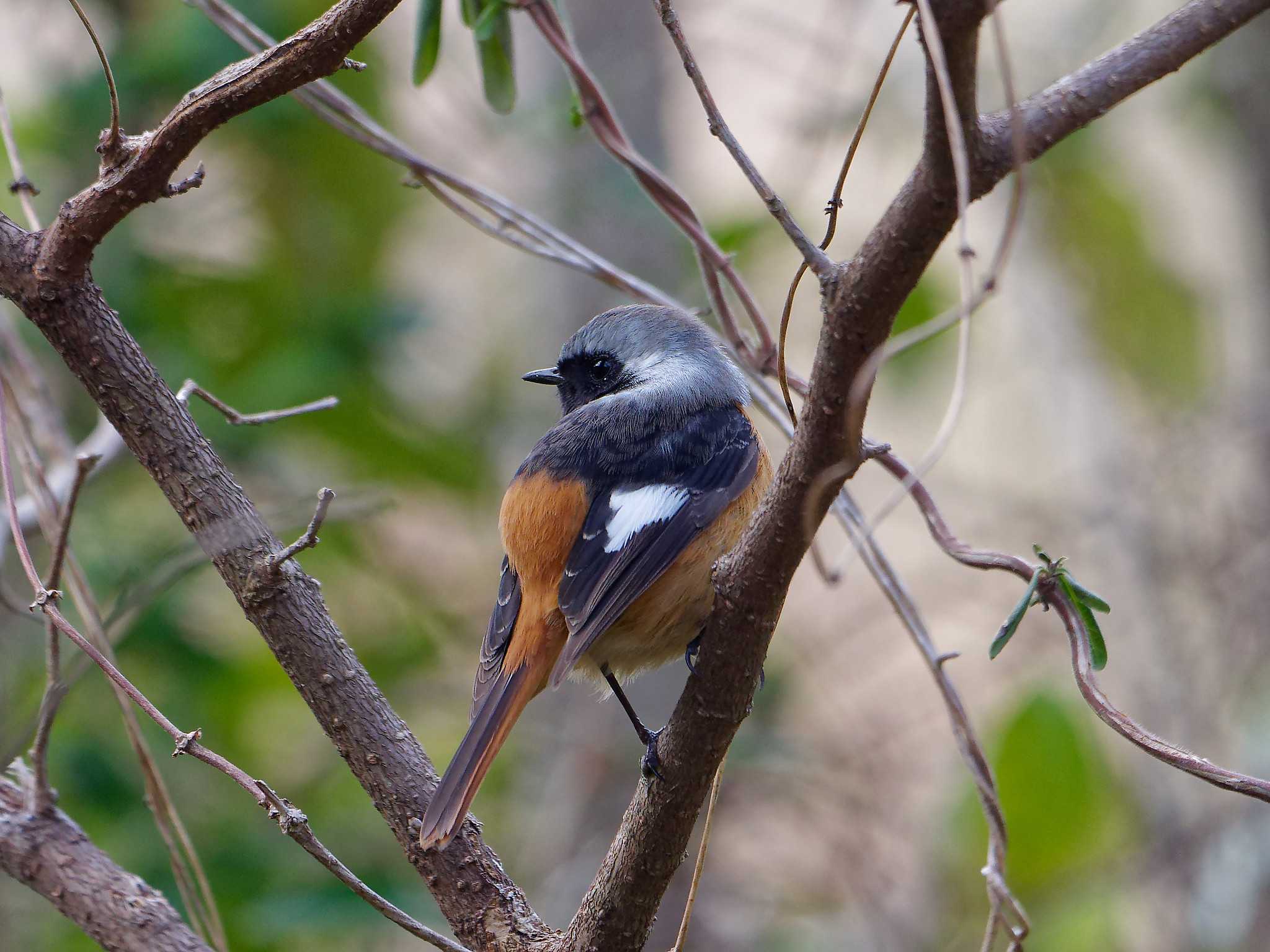 Photo of Daurian Redstart at 横浜市立金沢自然公園 by しおまつ