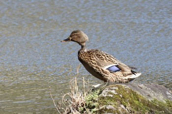 Mallard Rikugien Garden Sat, 3/9/2024