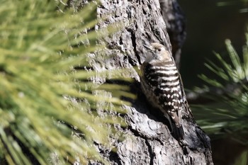 Japanese Pygmy Woodpecker Rikugien Garden Sat, 3/9/2024