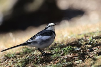 White Wagtail Rikugien Garden Sat, 3/9/2024