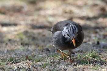 ムクドリ 六義園 2024年3月9日(土)