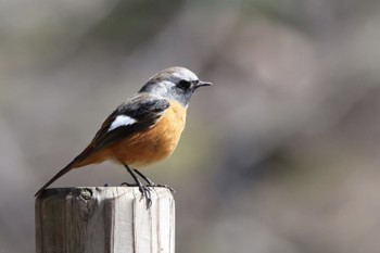 Daurian Redstart Rikugien Garden Sat, 3/9/2024