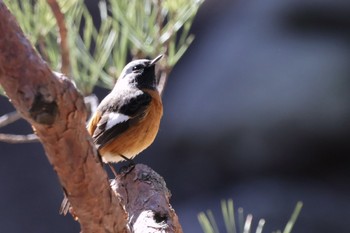 Daurian Redstart Rikugien Garden Sat, 3/9/2024