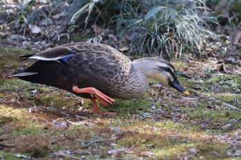 カルガモ 六義園 2024年3月9日(土)