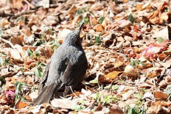 Brown-eared Bulbul Rikugien Garden Sat, 3/9/2024