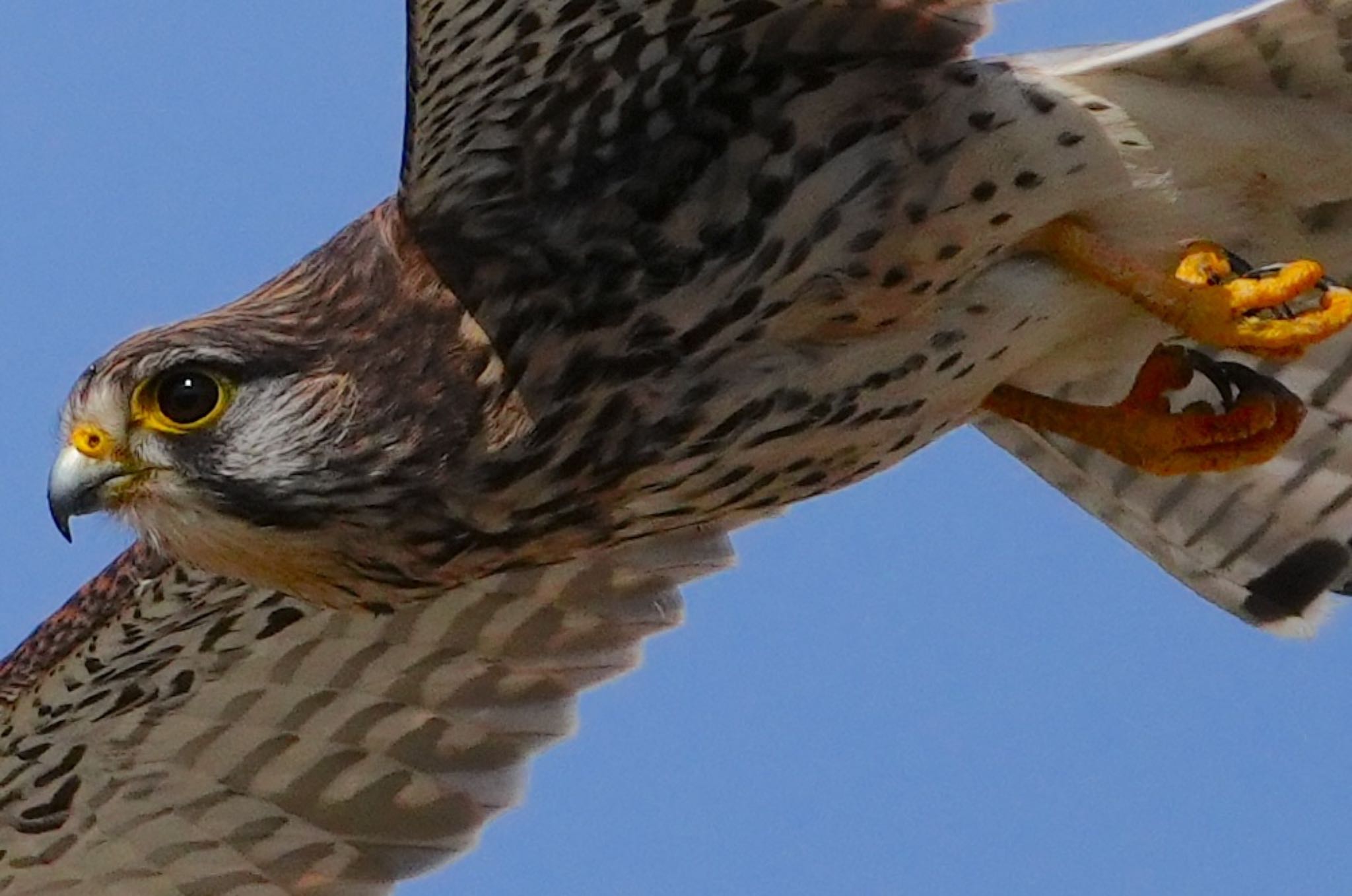 Photo of Common Kestrel at 恩智川治水緑地 by アルキュオン