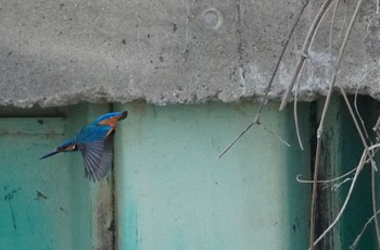 Common Kingfisher 恩智川治水緑地 Mon, 3/11/2024