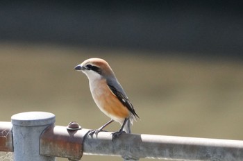 Bull-headed Shrike 恩智川治水緑地 Mon, 3/11/2024