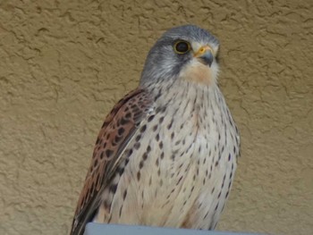 Common Kestrel 天神川 Mon, 3/11/2024